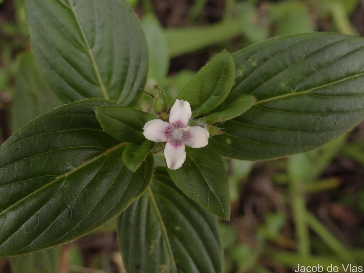 Knoxia platycarpa var. hirsuta (Arn.) Thwaites